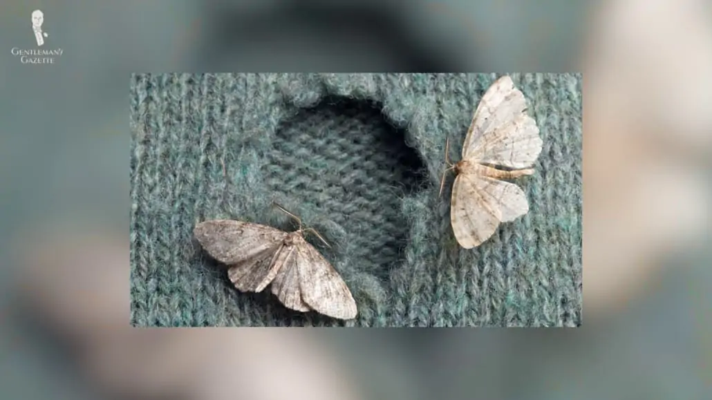 large-moth-hole