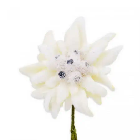 Edelweiss Boutonniere on a white background