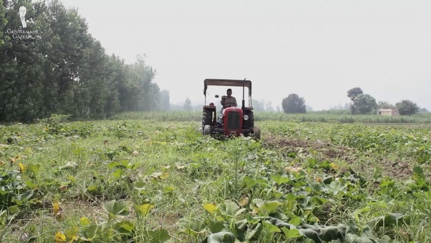 One Of Raphaels Grandfathers Was A Farmer Not Pictured Here Of Course One of Raphael's grandfathers was a farmer (not pictured here, of course!)