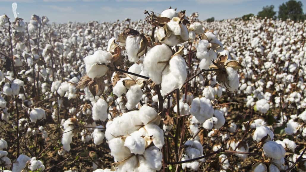 A field of Egyptian cotton