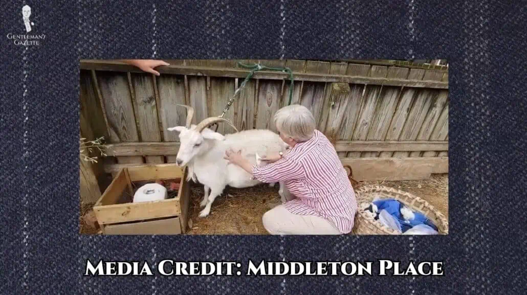 A woman combing a cashmere goat; special rakes are run through the goat’s fleece. [Credit: Middleton Place]