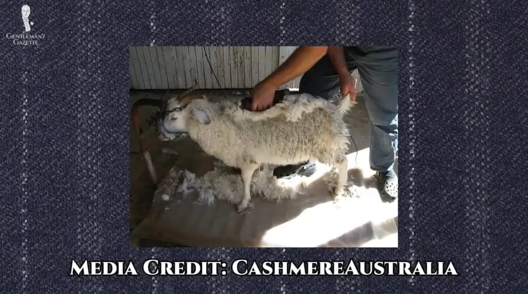 A cashmere goat being sheared; the down layer and the guard hairs are taken off simultaneously. [Credit: CashmereAustralia]