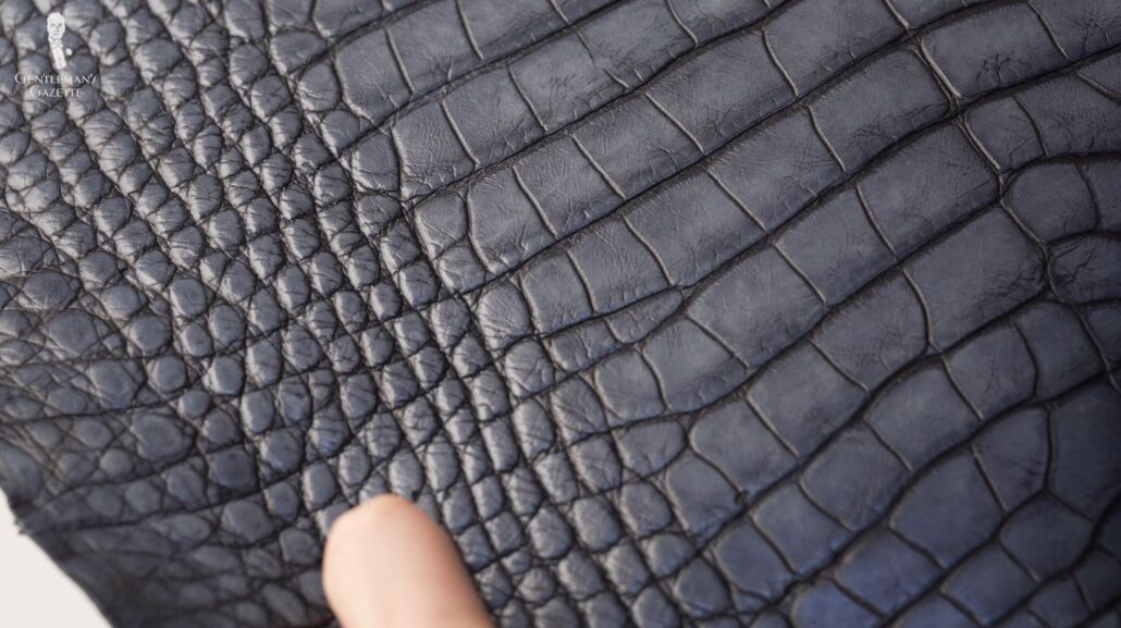 Alligator leather up close; notice the quick scale size change from the belly to the flank.
