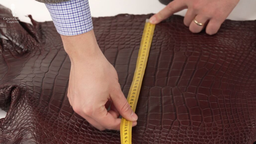 Raphael measures the alligator leather's belly 