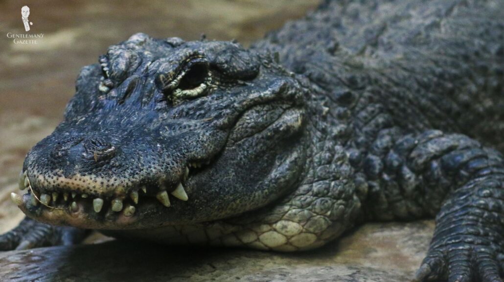 The critically endangered Chinese alligator [Image Credit: Amy Hawley]