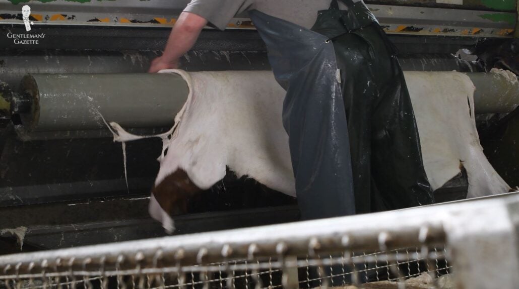 Cowhide leather undergoing the tanning process