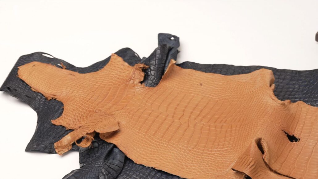 Alligator leather laid flat