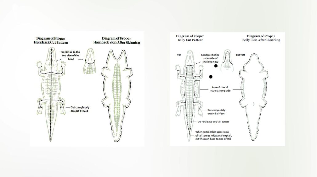 Diagram of Proper Hornback Skinning (left) and Diagram of Proper Belly Skinning (right) [Image Credit: American Tanning & Leather LLC]