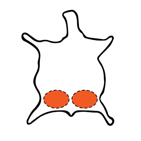 Illustration of a horsehide showcasing the location of the cordovan butt portions