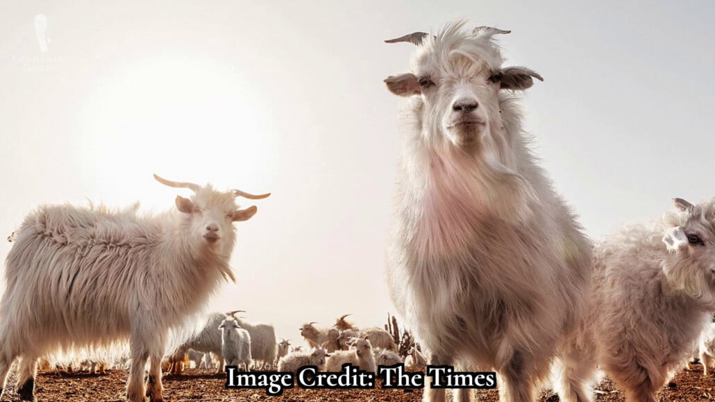 Each cashmere goat is numbered and tracked.