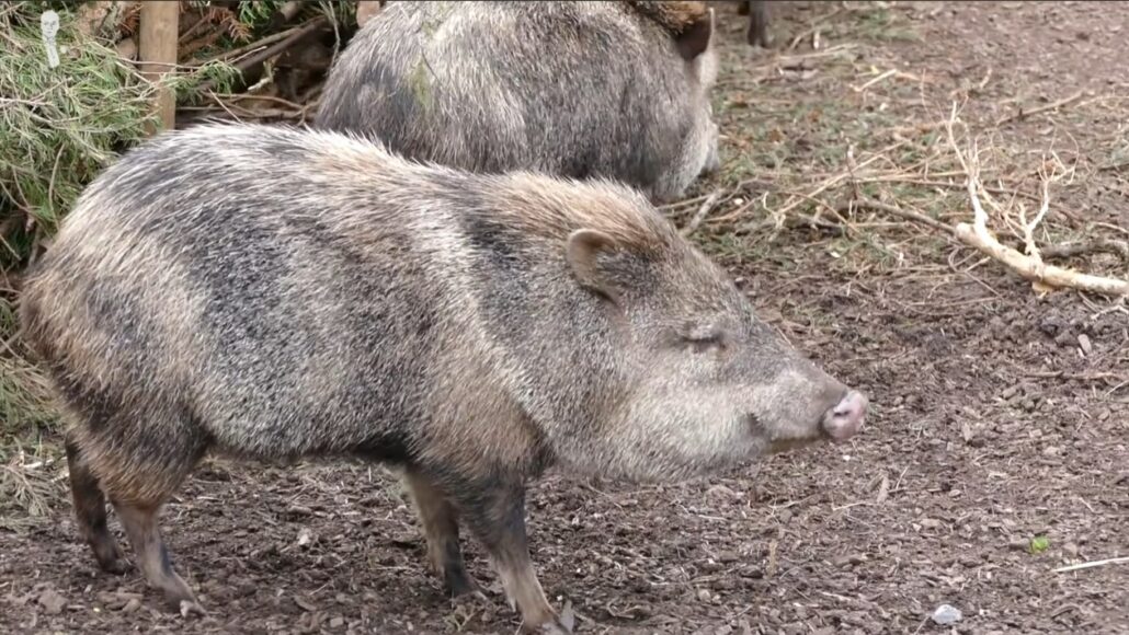 Peccary is a hoofed, pig-like animal.