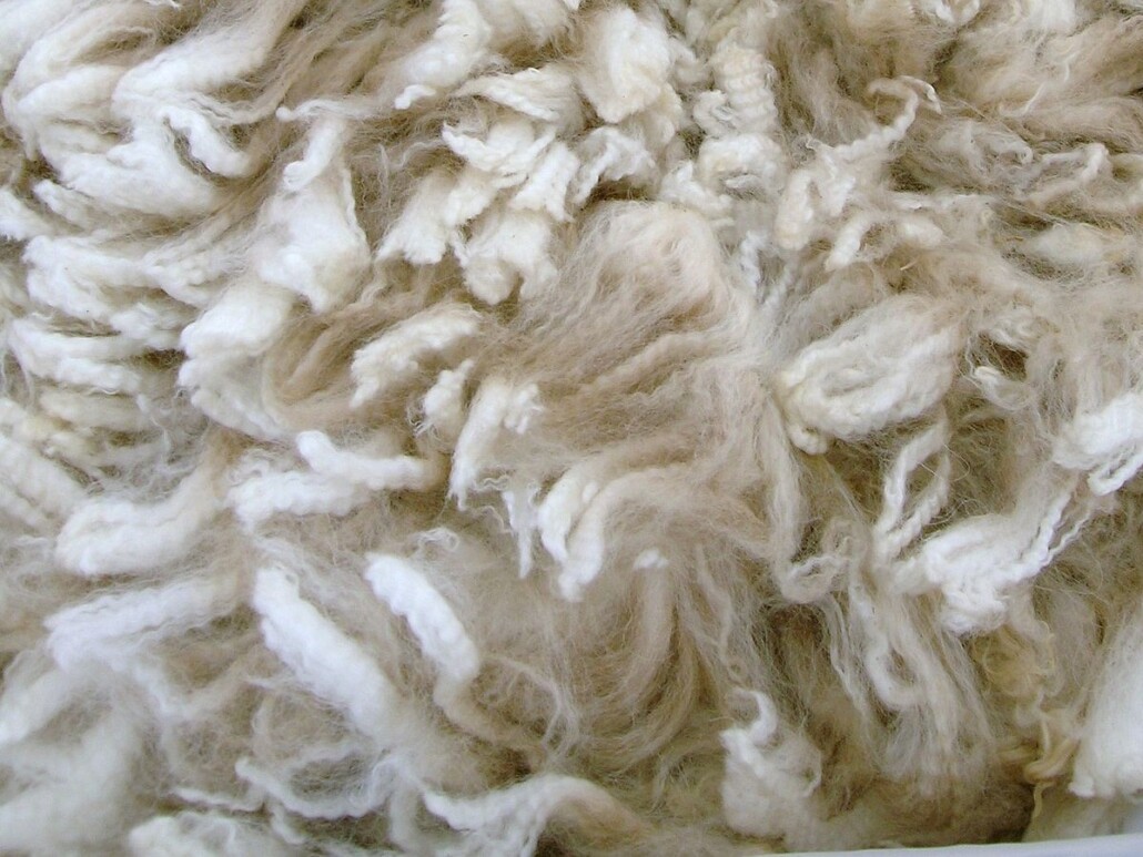 Alpaca fibers are far more insulating than wool or cashmere