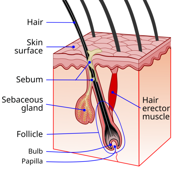 A diagram depicting a human hair follicle