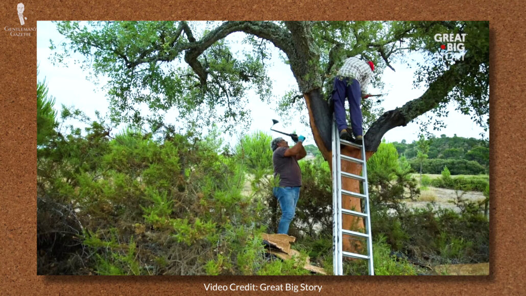 How cork is harvested from the bark of trees in Portugal.