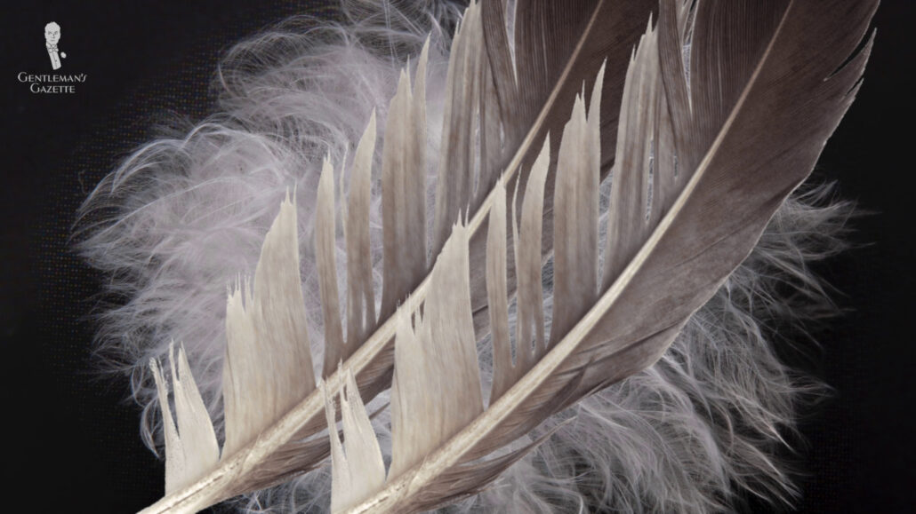 Layers of feathers found below a bird's tougher exterior feathers makes a good down jacket.
