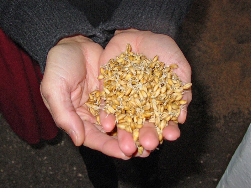 A photo of malted grains