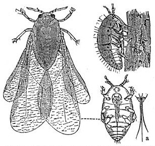 An illustration of the phylloxera pest
