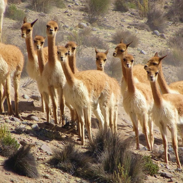 Photo of a vicuna herd