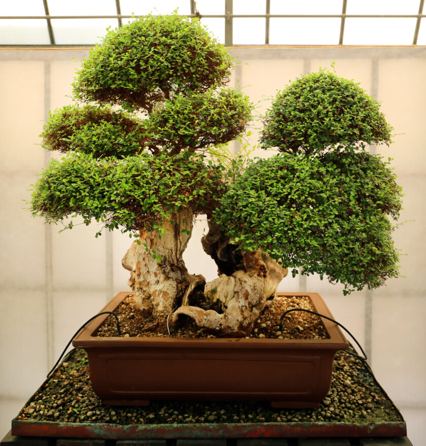 Photo of a bonsai tree