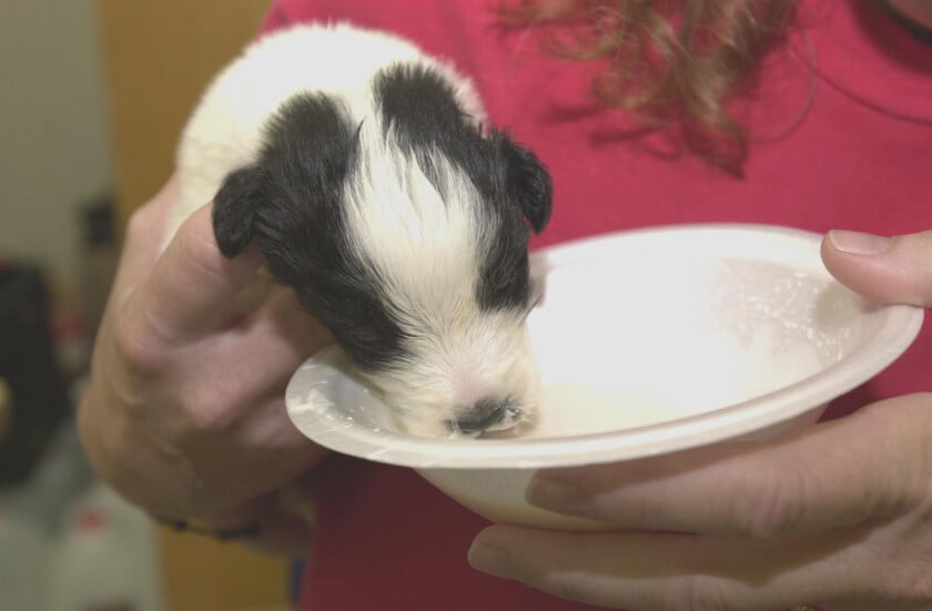 A Rescued Puppy Is Fed Milk At An Animal Shelter In West Virginia Image Credit Wikimedia Photo of a rescued puppy