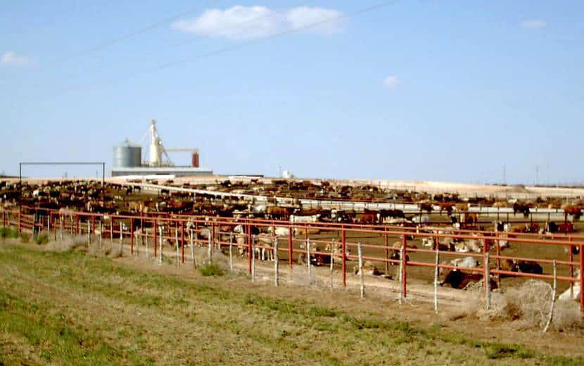 Photo of Cattle in a feedlot Image Credit wikimedia