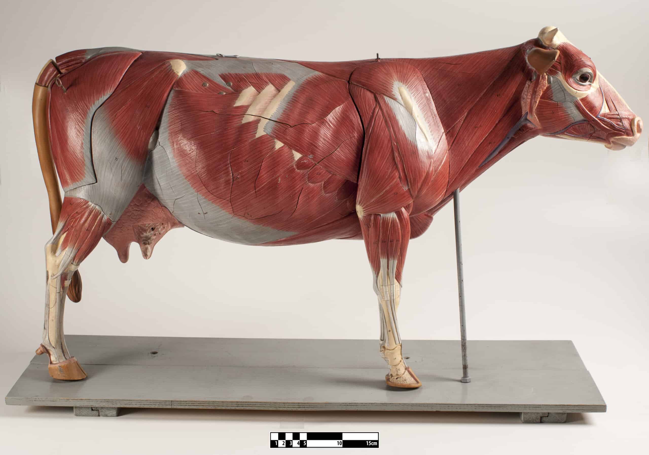 Photo of a Didactic model of a bovine muscular system