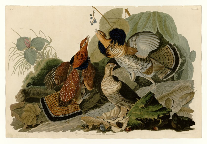 Plate 41 Of The Birds Of America 1838 By John James Audubon Depicting Ruffed Grouse Illustration of birds from the 19th century