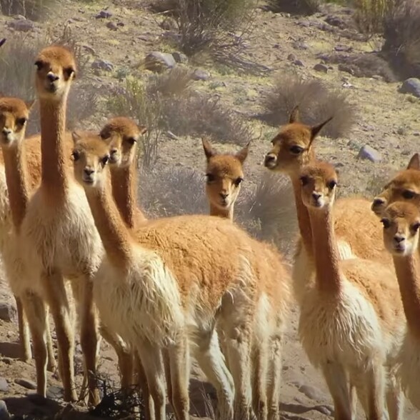 A group of llamas standing on a windswept desert hilltop overlooking a valley