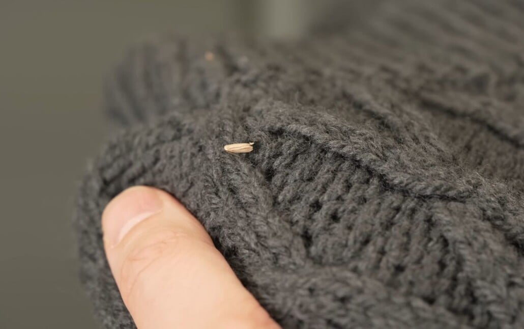 a tan-colored adult webbing clothes moth resting on the textured surface of a grey cable-knit wool sweater.