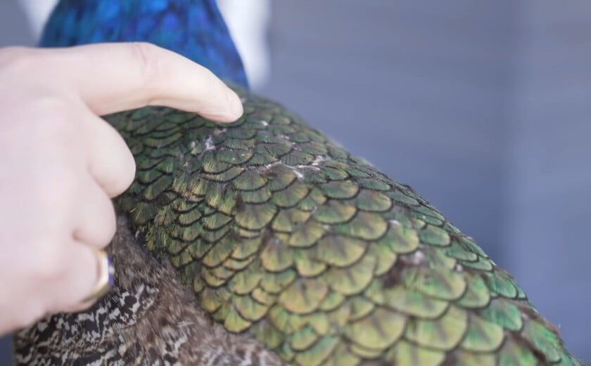 a finger pointing to white moth eggs and silken webbing embedded in the iridescent green feathers of a peacock taxidermy