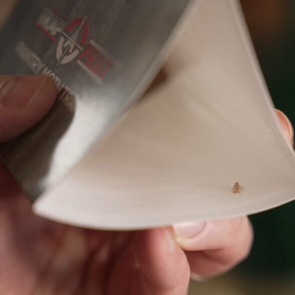 Close-up of a triangular glue trap with a single moth caught on the sticky surface