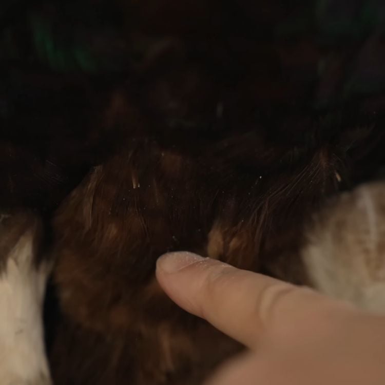 A finger pointing deep into the feathers of a taxidermy specimen to show where larvae feed on animal proteins.
